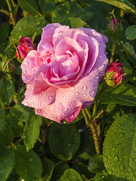 425111 - Remontant rose (Rosa Jules Margottin)