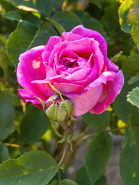 448095 - Remontant rose (Rosa Magna Carta)