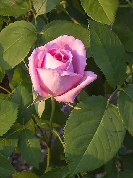 402055 - Remontant rose (Rosa Mrs. John Laing)