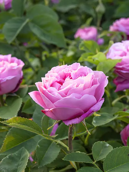 448121 - Remontant rose (Rosa Mrs. John Laing)
