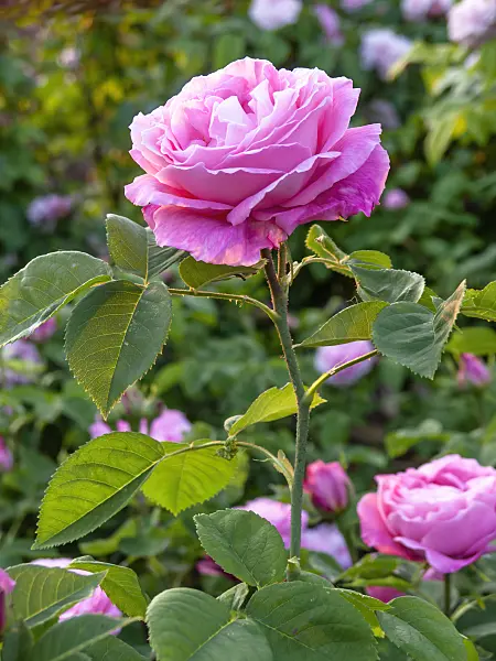 448122 - Remontant rose (Rosa Mrs. John Laing)