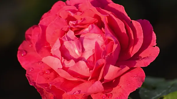 509119 - Remontant rose (Rosa Ulrich Brunner Fils)
