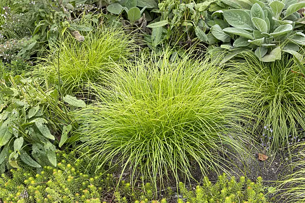 625132 - Remote sedge (Carex remota)