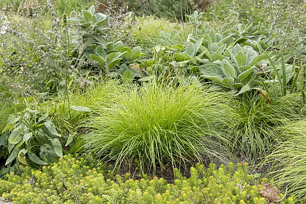 625133 - Remote sedge (Carex remota)