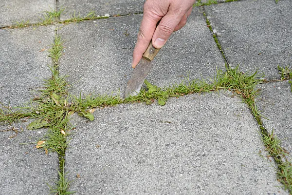 531233 - Removing weed from paving joints