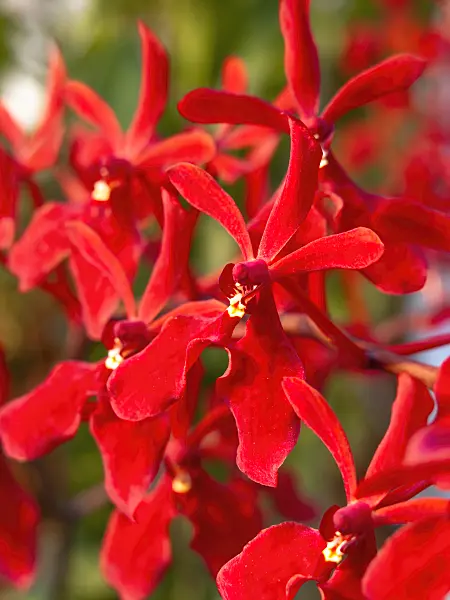 434251 - Renanthera Kalson