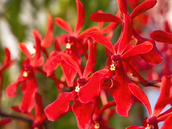 434252 - Renanthera Kalson
