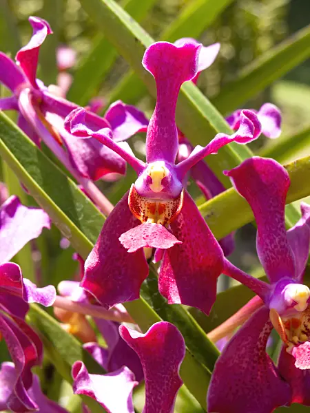 434133 - Renanthera Mandai Ruby