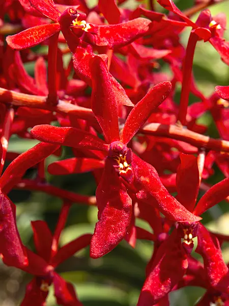 434128 - Renanthera Singaporean