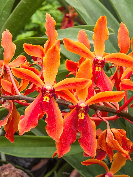 411240 - Renanthopsis Dhanabalan