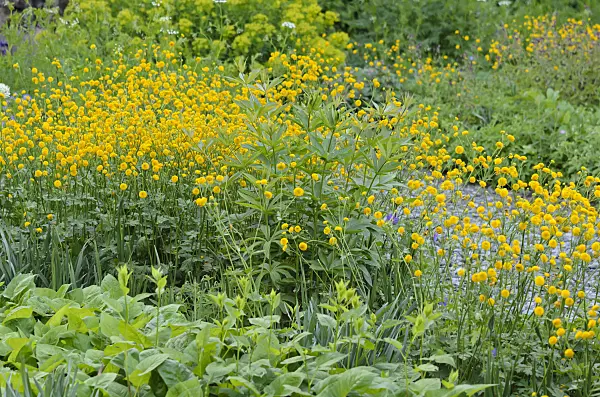 520345 - Renoncule âcre (Ranunculus acris 'Multiplex')