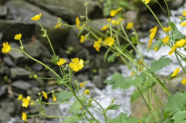 508070 - Renoncule laineuse (Ranunculus lanuginosus)