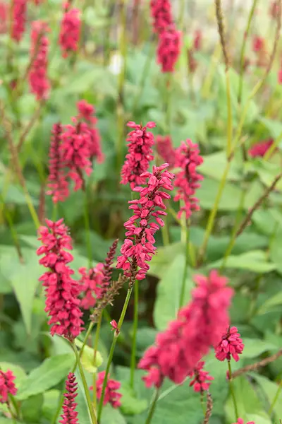 675273 - Renouée (Bistorta amplexicaulis 'Blackfield' syn. Polygonum amplexicaule 'Blackfield')