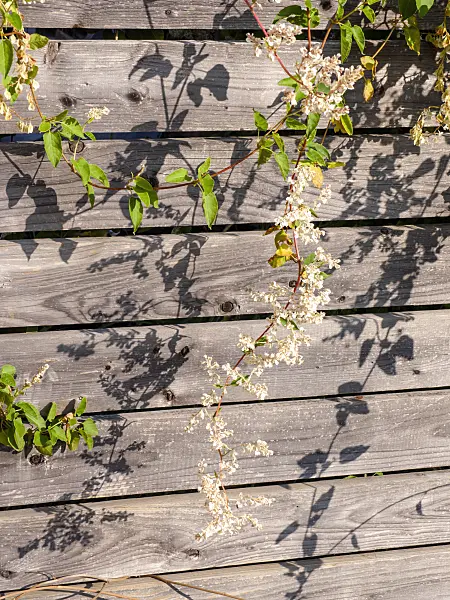 465127 - Renouée d'Aubert (Fallopia aubertii syn. Polygonum aubertii)