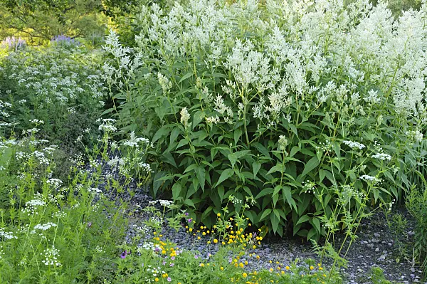 472322 - Renouée des Alpes (Aconogonon alpinum syn. Polygonum alpinum)