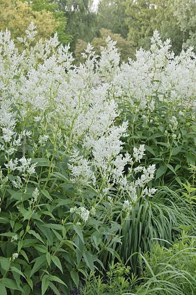 472323 - Renouée des Alpes (Aconogonon alpinum syn. Polygonum alpinum)