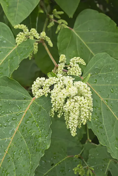 561056 - Renouée des Sakhalines (Fallopia sachalinensis syn. Reynoutria sachalinensis)