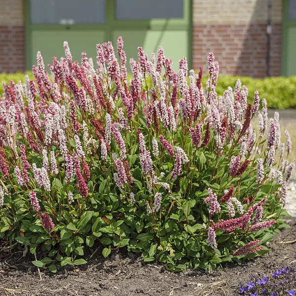 575177 - Renouée en tapis (Bistorta affinis 'Superba' syn. Polygonum affine 'Superba')