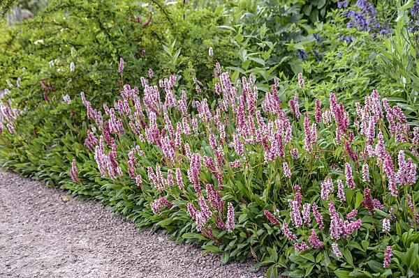 593153 - Renouée en tapis (Bistorta affinis syn. Polygonum affine)