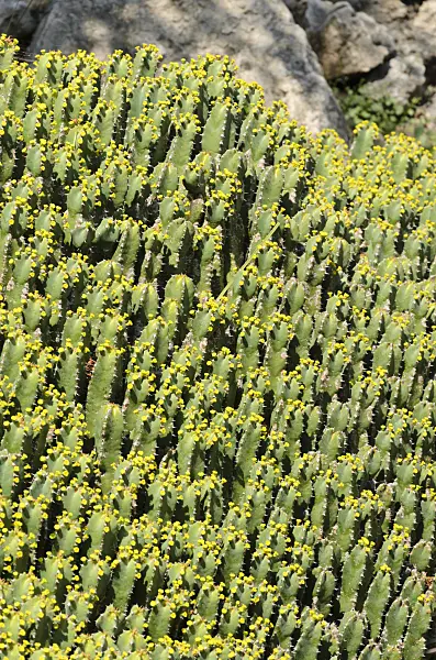 533089 - Resin spurge (Euphorbia resinifera)
