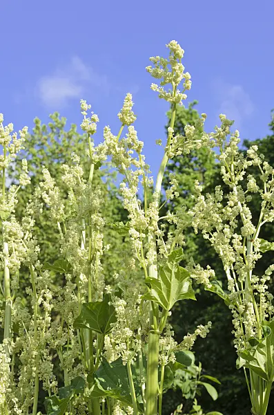 520245 - Rhapontic rhubarb (Rheum rhaponticum)