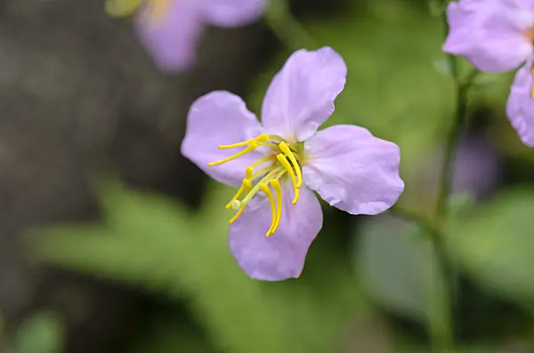 536015 - Rhexia mariana