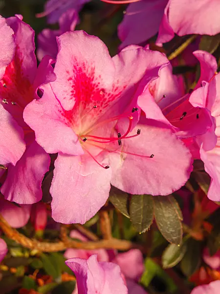 423022 - Rhododendron