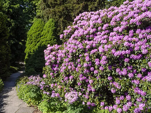 460138 - Rhododendron de Catawba (Rhododendron catawbiense 'Grandiflorum')