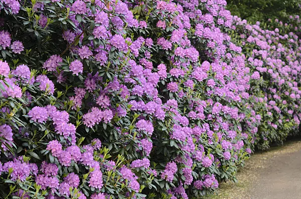 520448 - Rhododendron de Catawba (Rhododendron catawbiense 'Roseum Elegans')