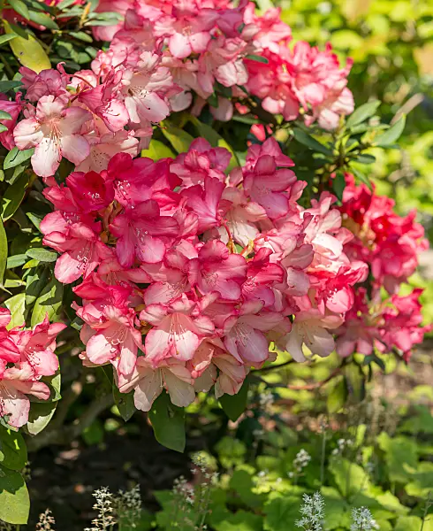 664370 - Rhododendron de Yakushima (Rhododendron degronianum subsp. yakushimanum 'Park Bremen')