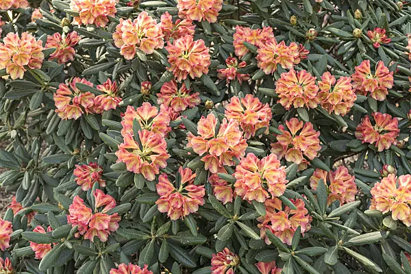638294 - Rhododendron de Yakushima (Rhododendron degronianum subsp. yakushimanum 'Valencia')