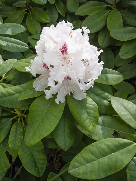 413015 - Rhododendron hybride à grandes fleurs (Rhododendron caucasicum 'Progrès')