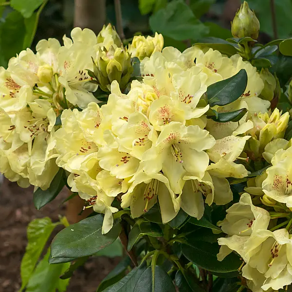 675338 - Rhododendron hybride à grandes fleurs (Rhododendron Goldkrone)