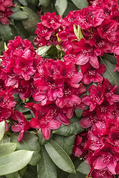 638242 - Rhododendron hybride à grandes fleurs (Rhododendron Hachmanns Matador)