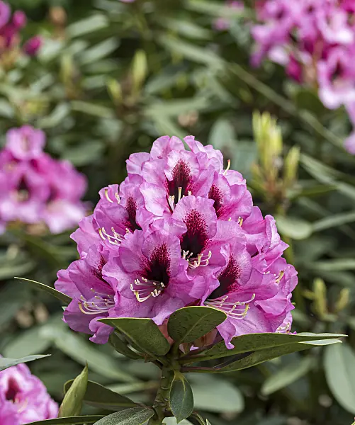 651471 - Rhododendron hybride à grandes fleurs (Rhododendron Kokardia)