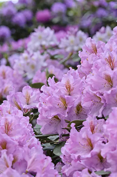 520340 - Rhododendron hybride à grandes fleurs (Rhododendron Lavender Princess)