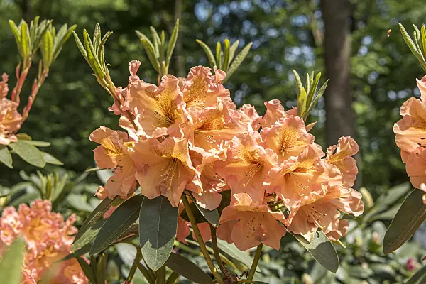 638266 - Rhododendron hybride à grandes fleurs (Rhododendron Olga)