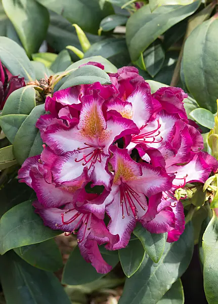 675341 - Rhododendron hybride à grandes fleurs (Rhododendron Pushy Purple)