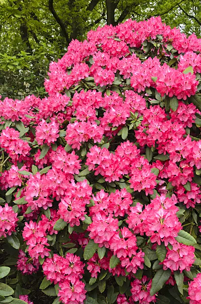 520399 - Rhododendron hybride à grandes fleurs (Rhododendron Ronsdorf)