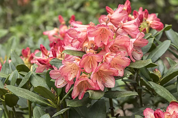 638292 - Rhododendron hybride à grandes fleurs (Rhododendron Toco)