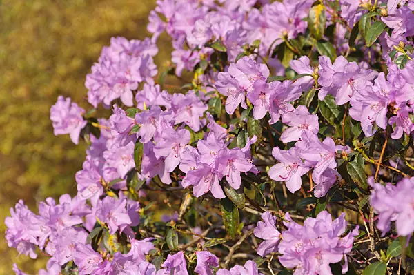 483173 - Rhododendron précoce (Rhododendron x praecox)