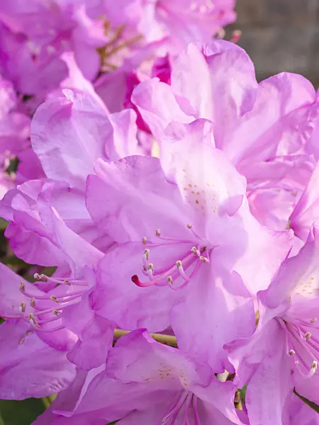 413021 - Rhododendron (Rhododendron)