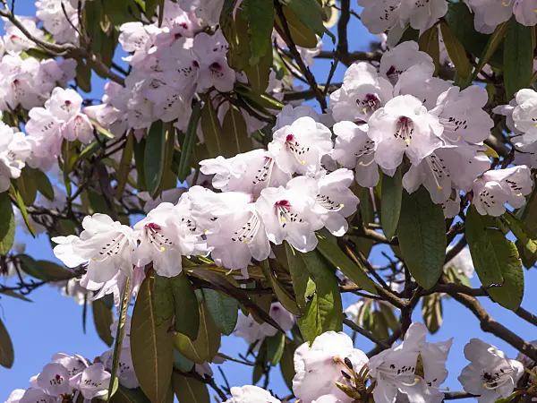 436232 - Rhododendron (Rhododendron)
