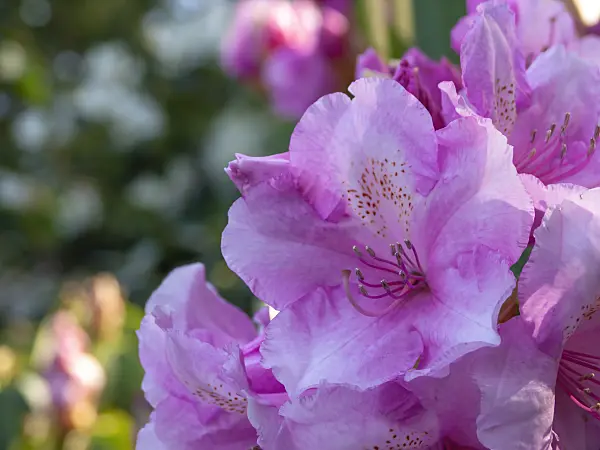 437272 - Rhododendron (Rhododendron)