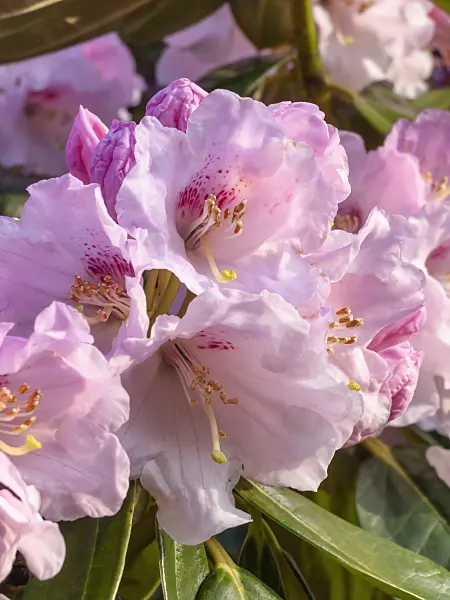 459041 - Rhododendron (Rhododendron)
