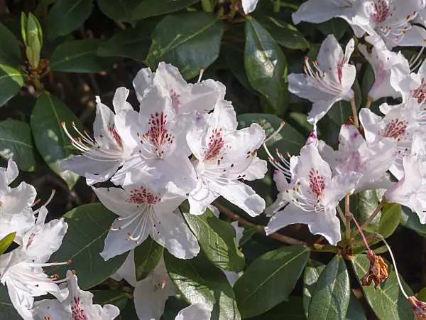459052 - Rhododendron (Rhododendron)