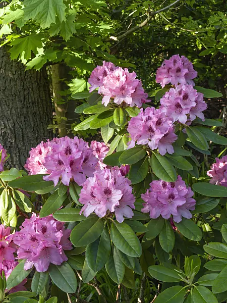 460074 - Rhododendron (Rhododendron)