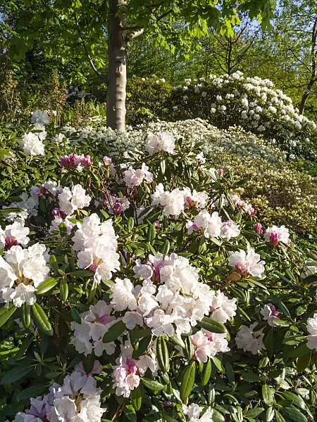 460075 - Rhododendron (Rhododendron)