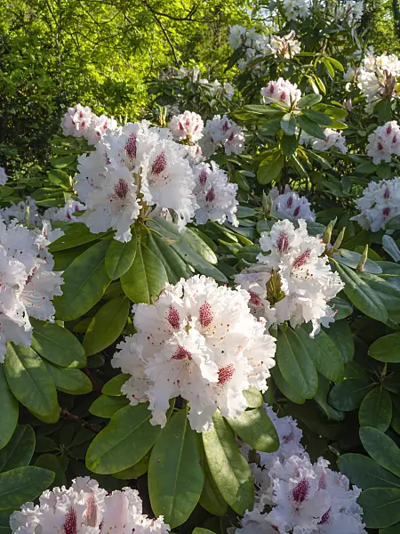 460076 - Rhododendron (Rhododendron)