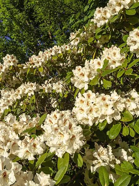 460078 - Rhododendron (Rhododendron)